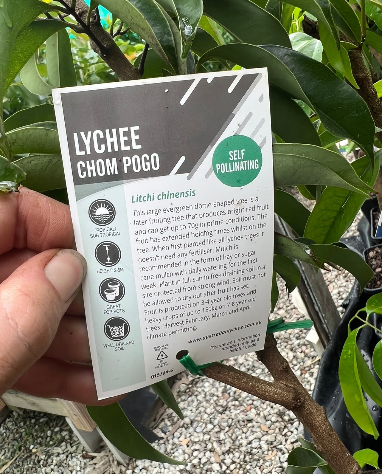 Semi Dwarf Lychee - Chom Pogo