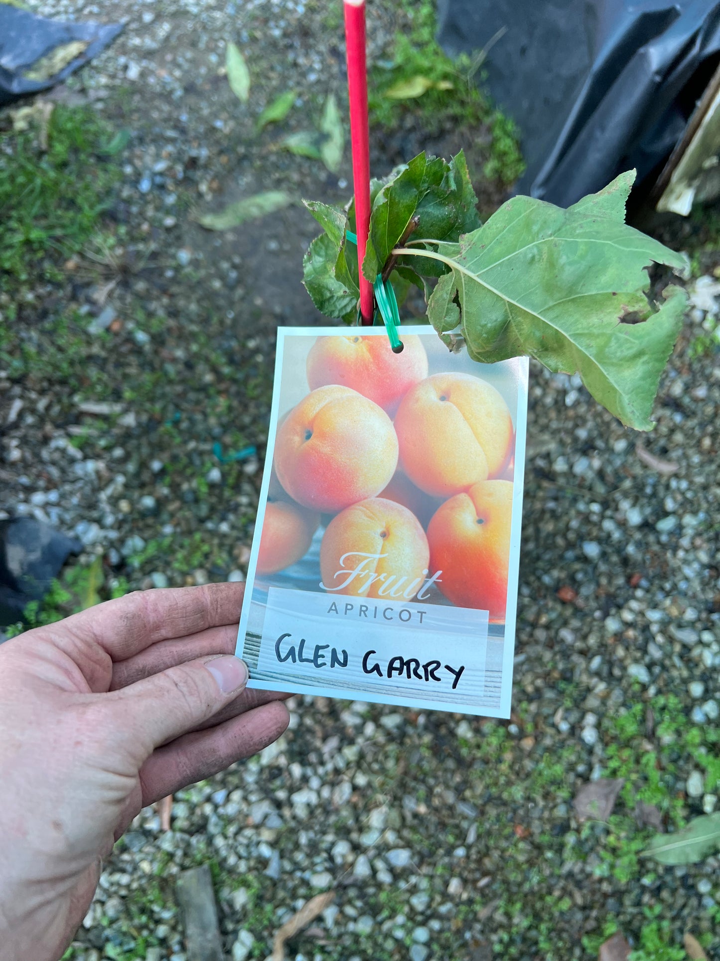 Apricot - Glengarry