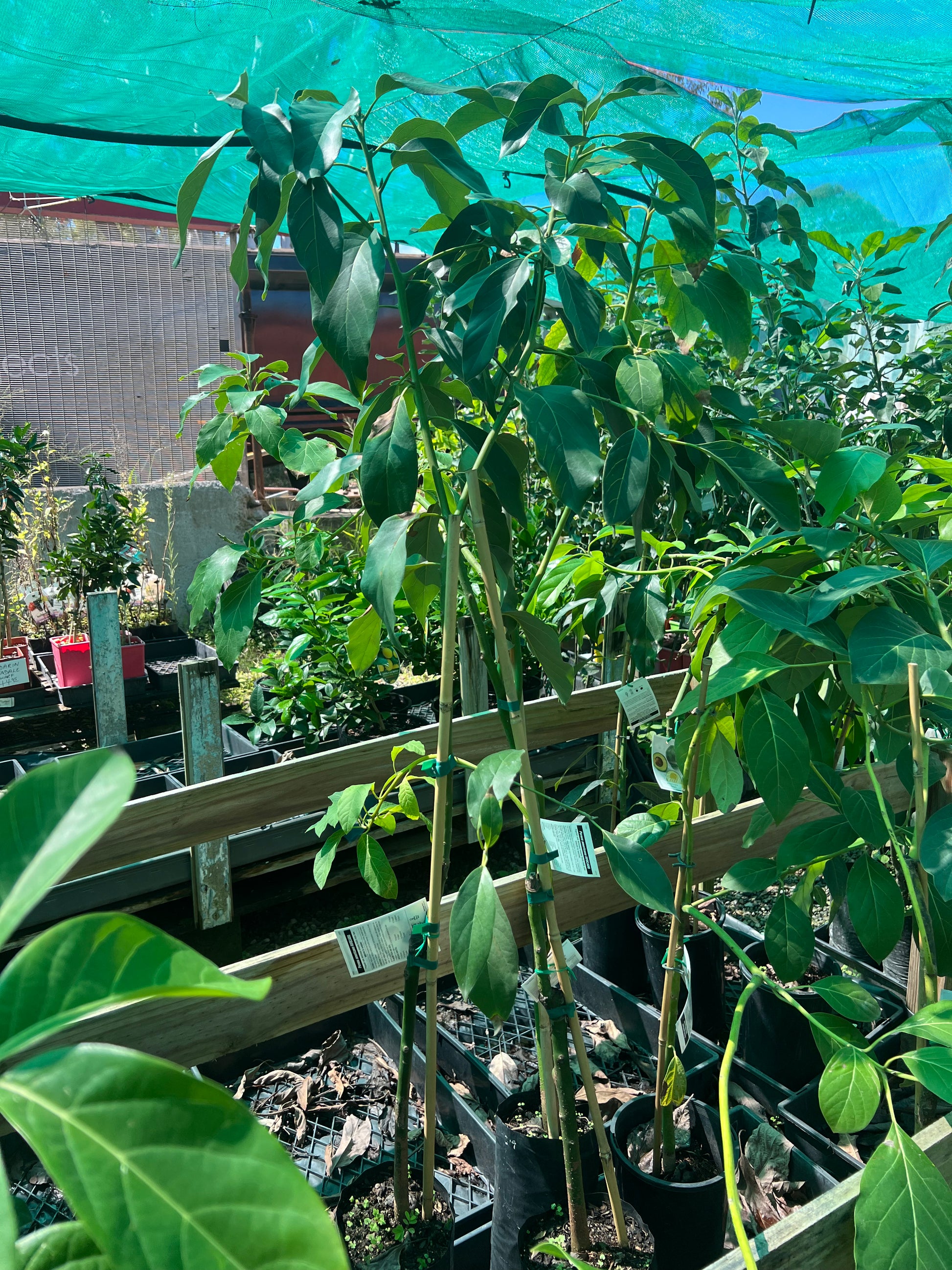 Avocado - Sharpe (Type A) – Fruitopia Nursery