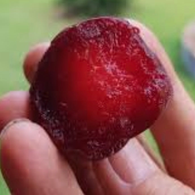 Plum - Yarrahapinni Blood