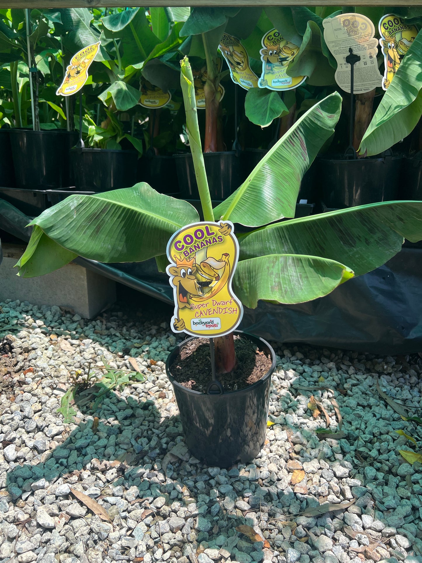 Banana - Super Dwarf Cavendish RESTRICTED TO SE QLD