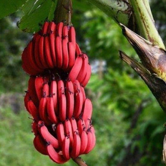 Dwarf Red Dacca Banana: RESTRICTED TO S.E. QLD