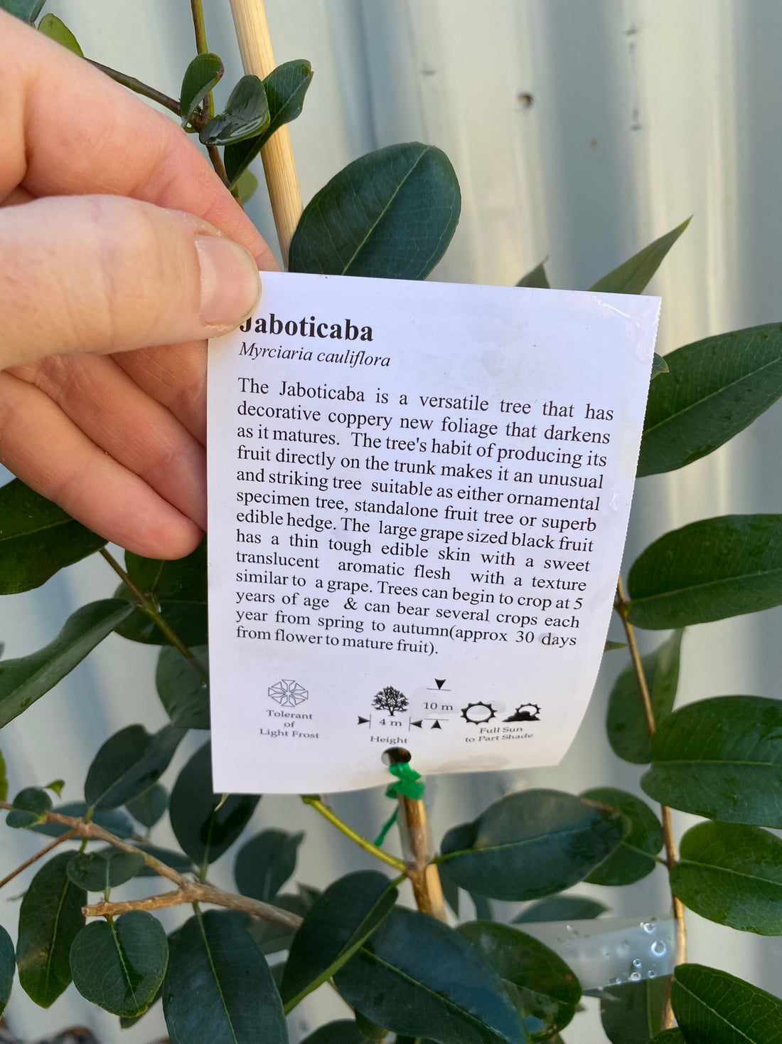 Jaboticaba Large Leaf Fruitopia Nursery