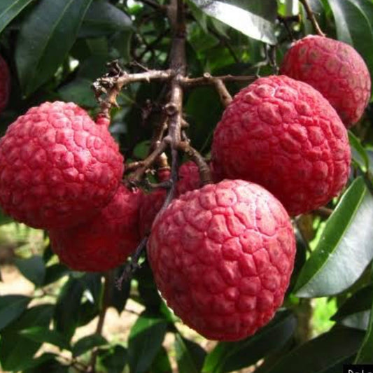 Semi Dwarf Lychee - Salathiel