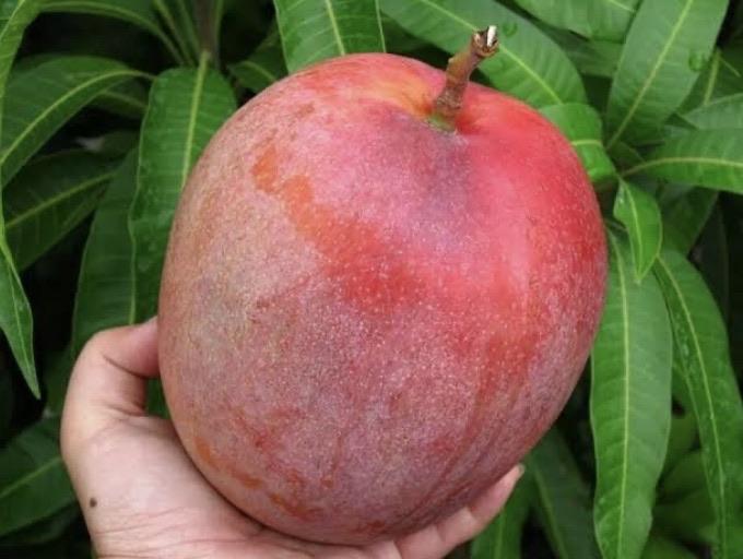 Australian Mango R2e2 Mango - R2e2 – Fruitopia Nursery