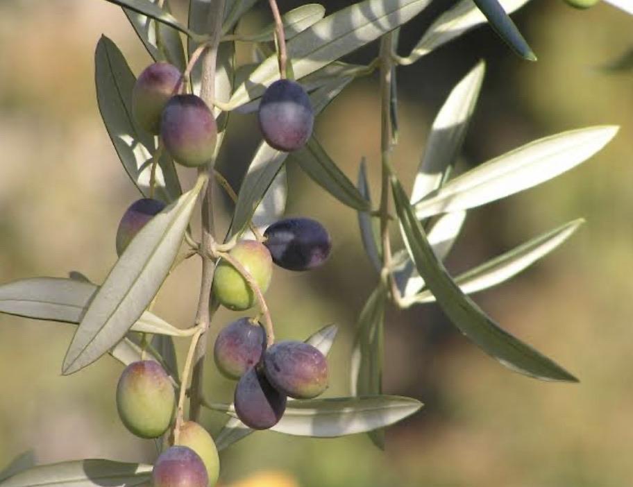 Olive - Aberquina