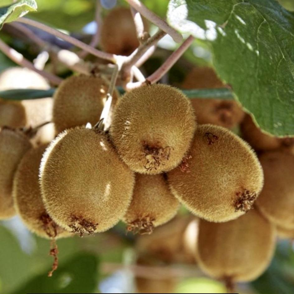 Kiwi Fruit - Male