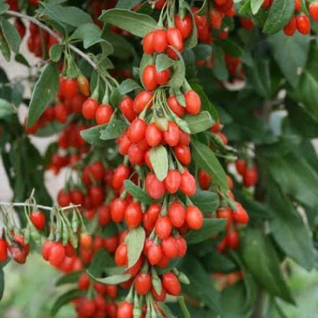 Goji Berry