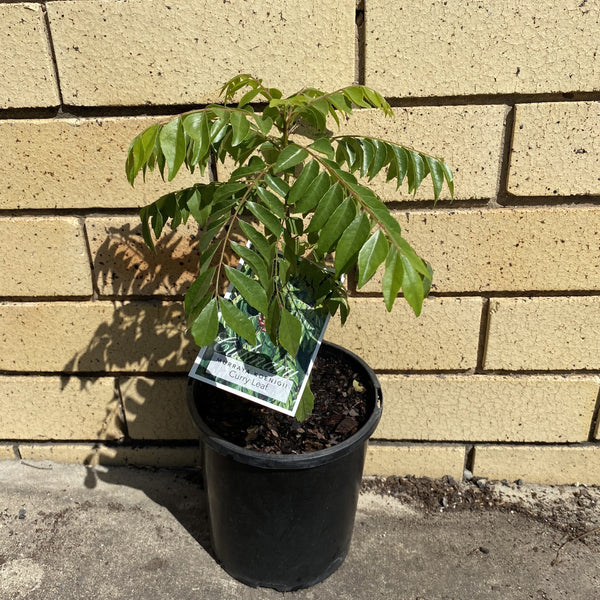 Curry Leaf Fruitopia Nursery