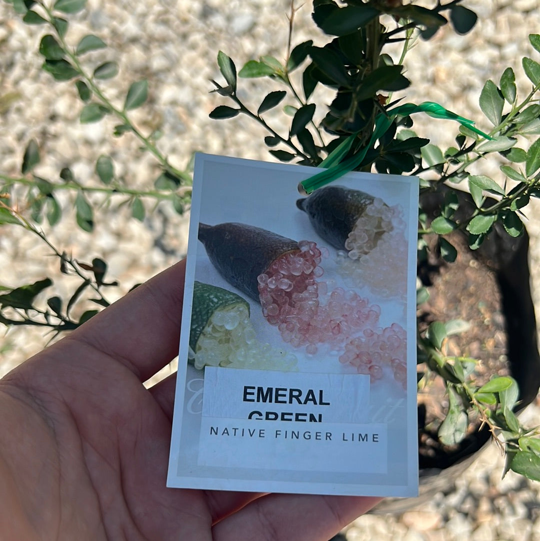 Finger Lime - Emerald Green RESTRICTED TO QLD