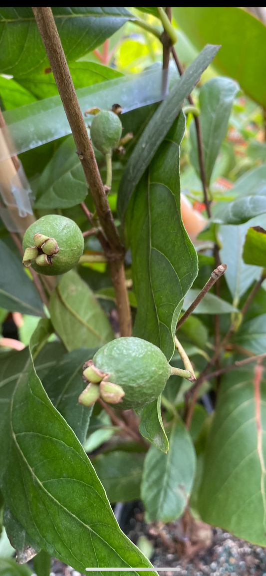 Dwarf Brazilian guava