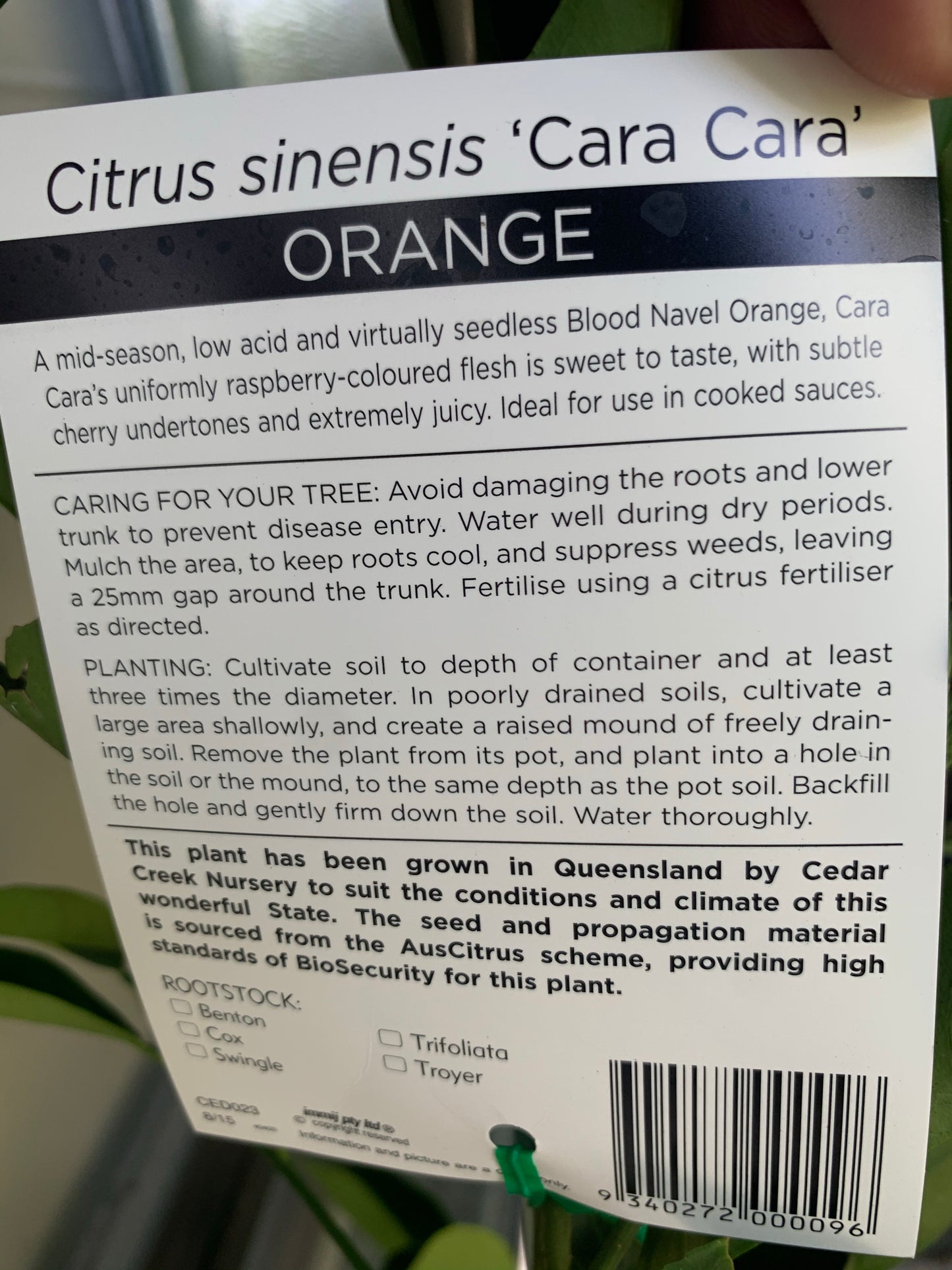 Blood Orange - Cara Cara RESTRICTED TO QLD