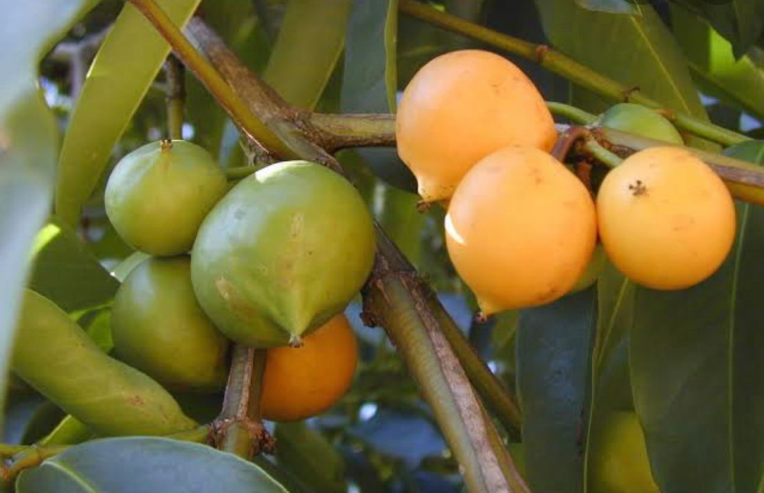 Yellow mangosteen Fruitopia Nursery