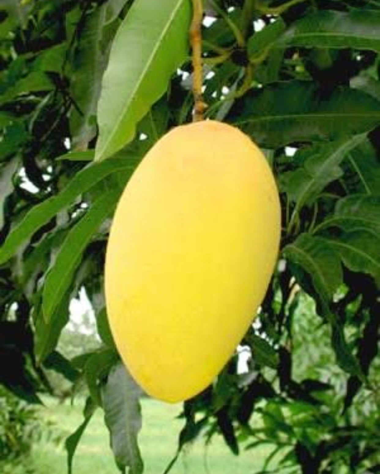 Mango - Carabao (Filipino Mango )