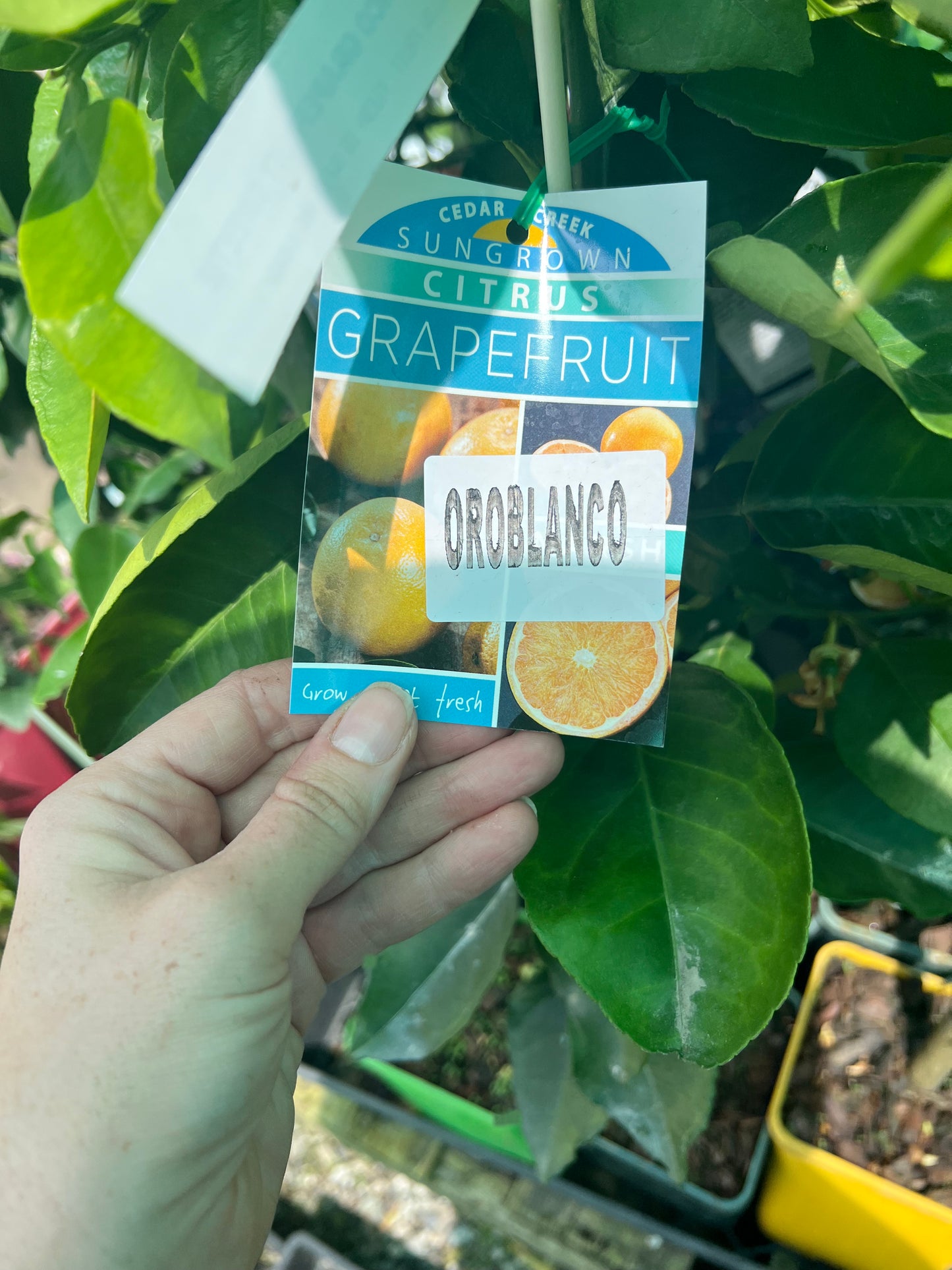 Grapefruit - Oroblanco QLD ONLY