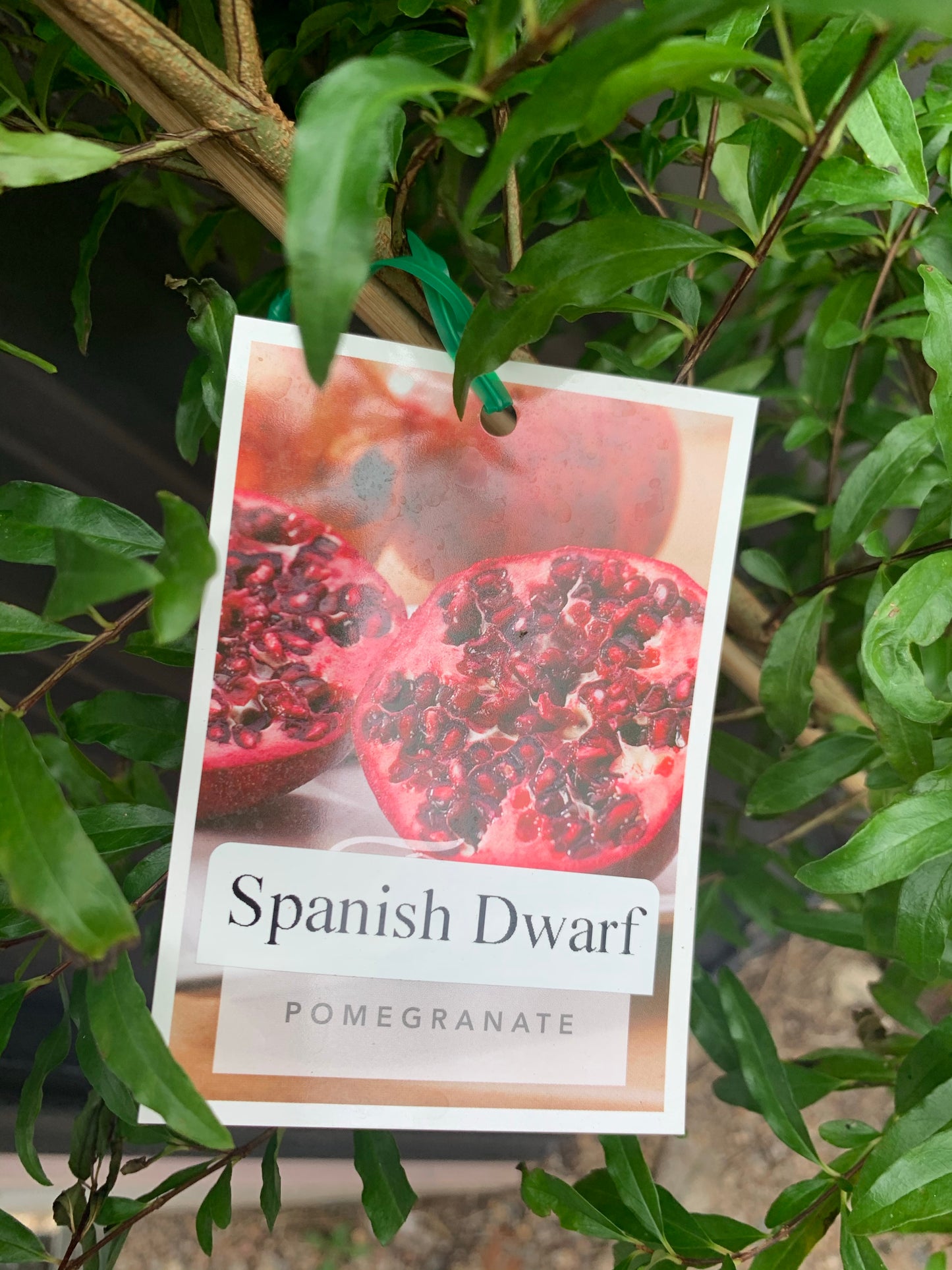 Dwarf Spanish Pomegranate
