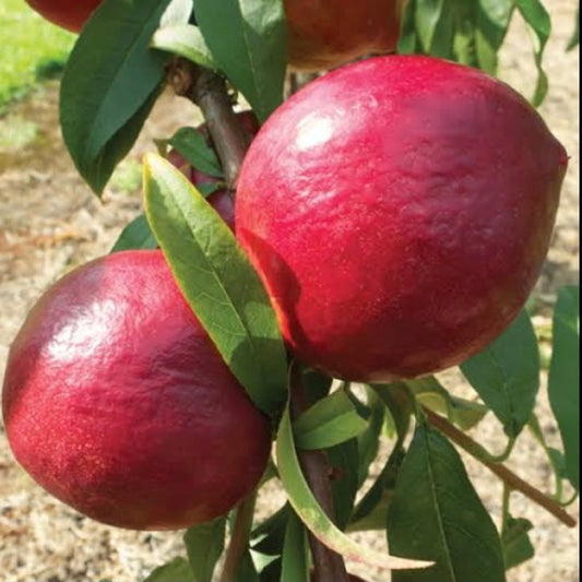 Nectarine - Sunbob