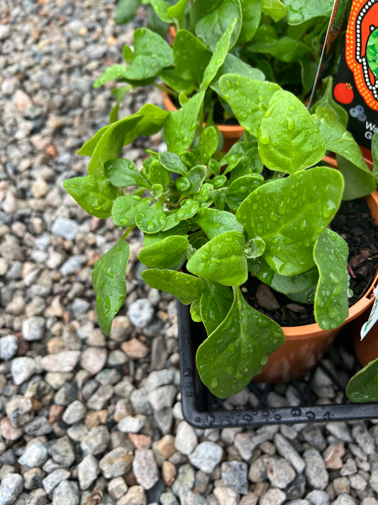 Warrigal Greens