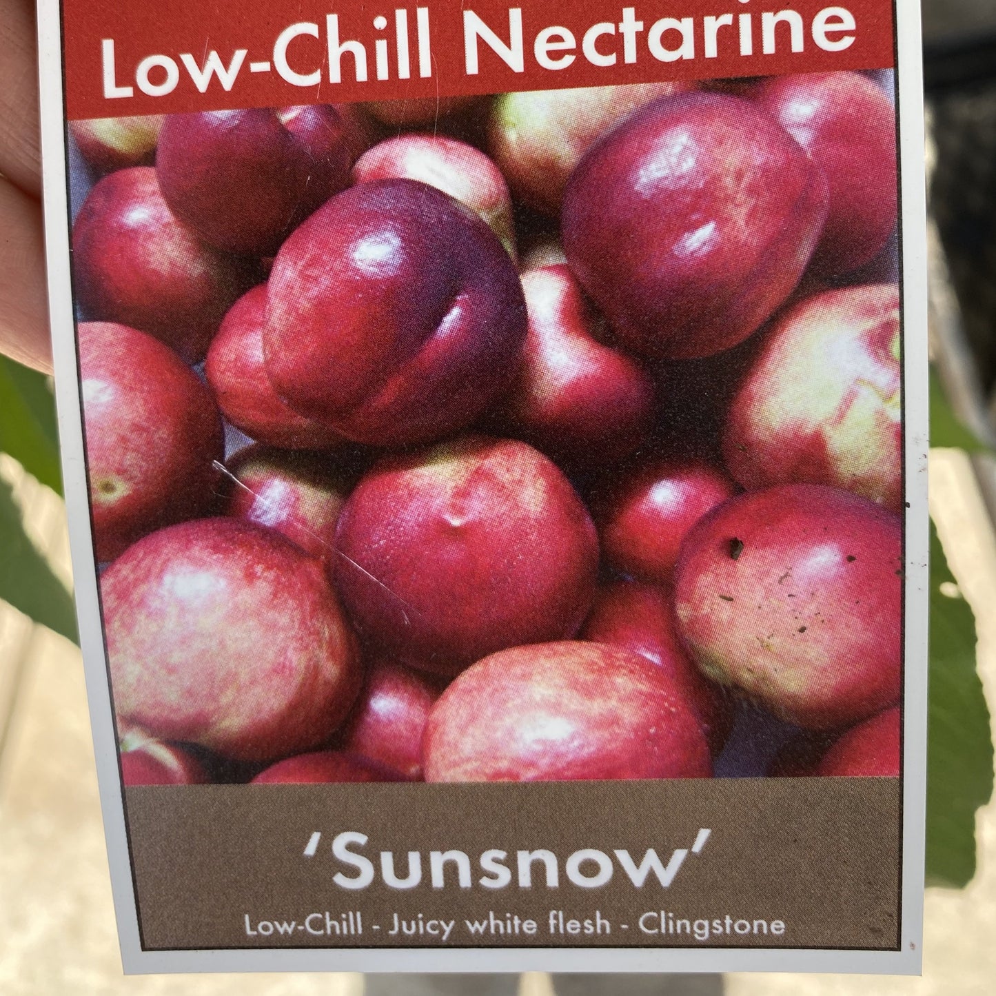 Nectarine - Sunsnow