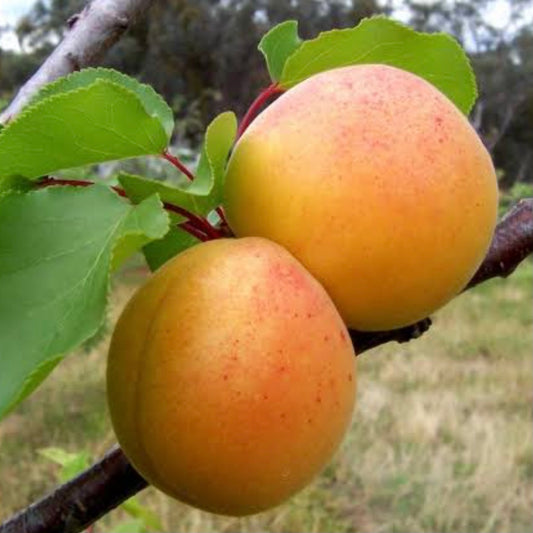 Dwarf Apricot - Bulida