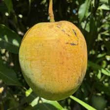 Mango - Florigon