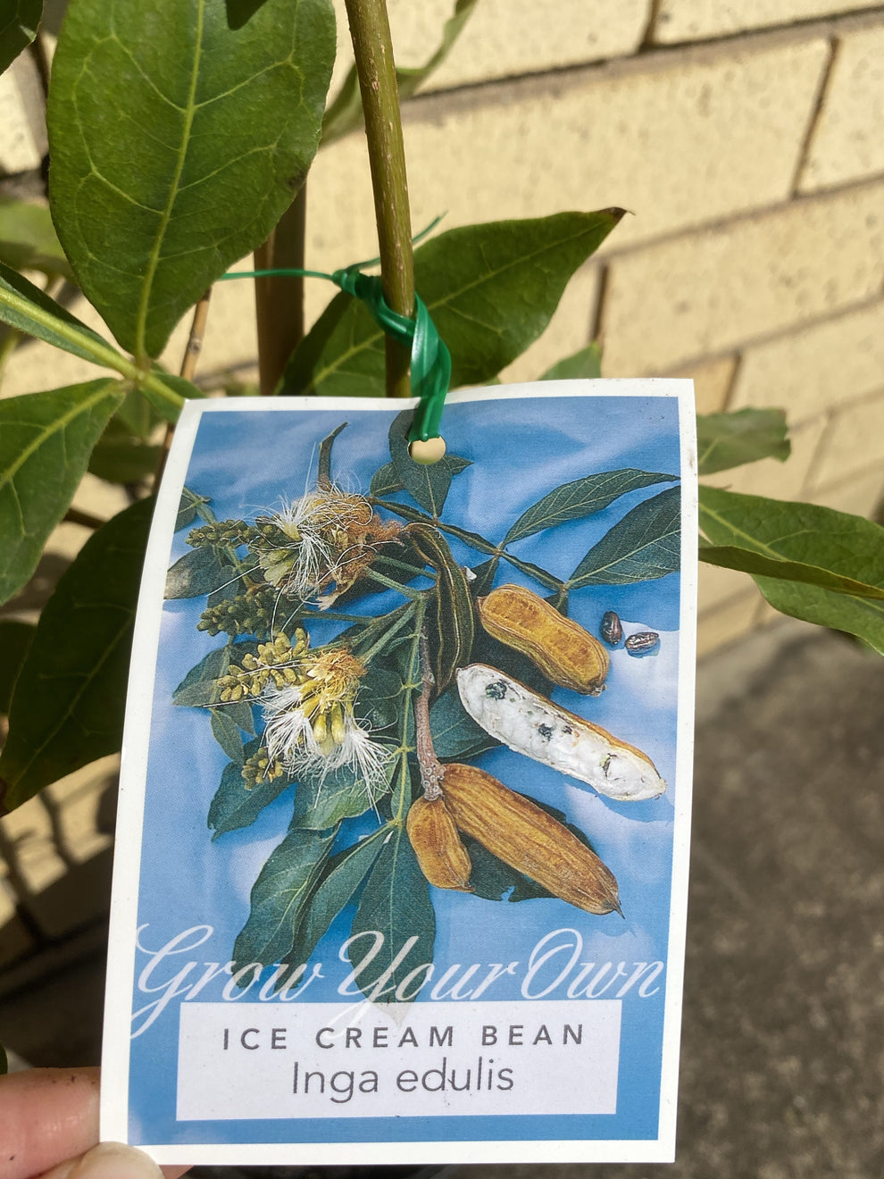 Ice Cream Bean Tree Fruitopia Nursery