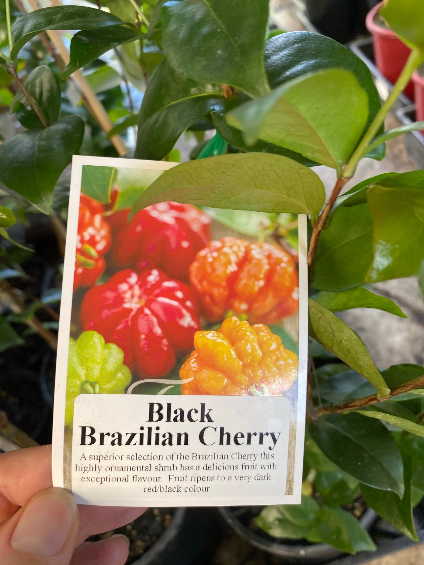 Black Brazilian Cherry / Pitanga