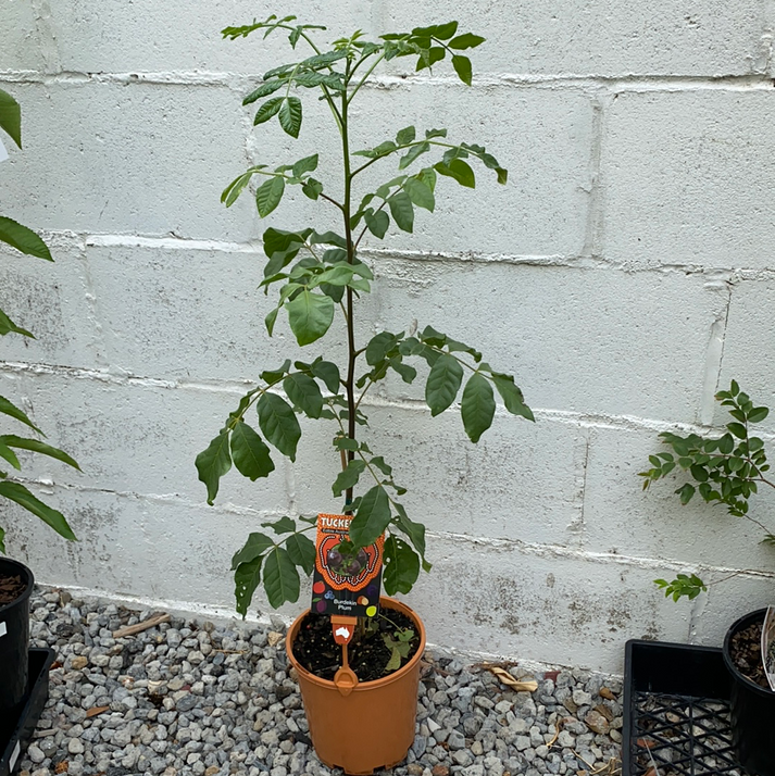 Burdekin Plum – Fruitopia Nursery