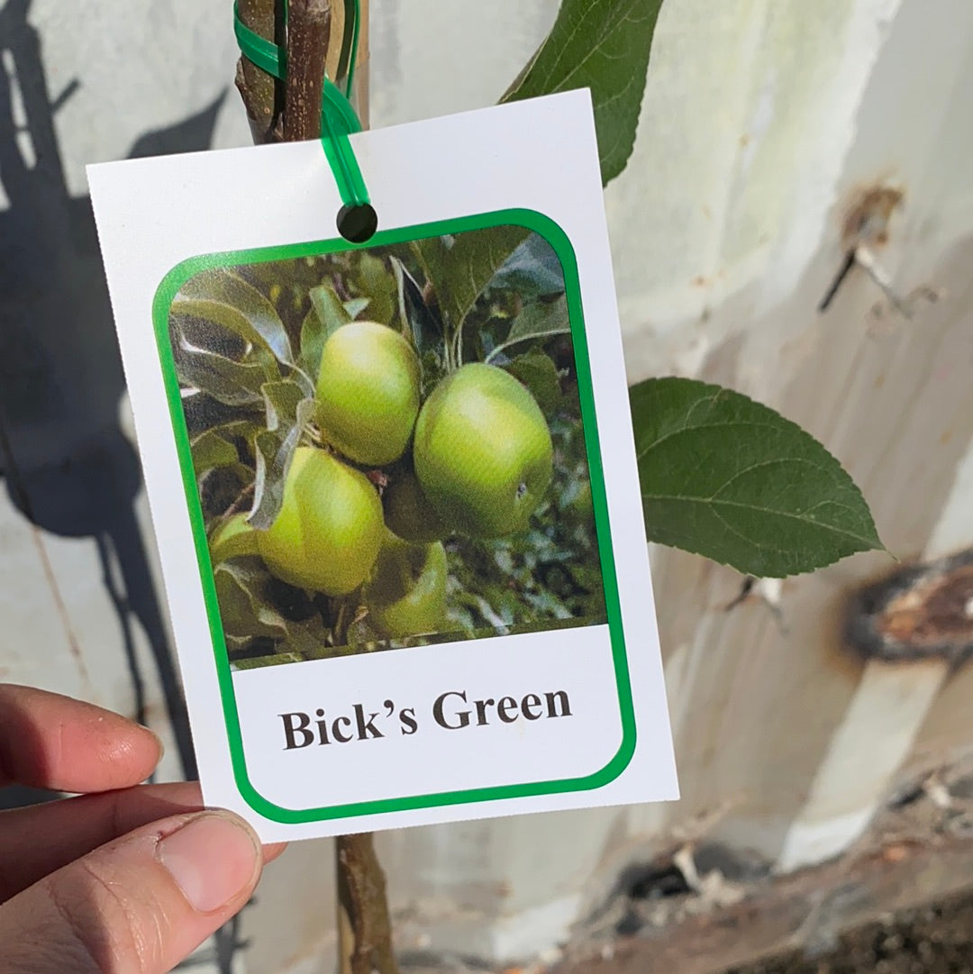 Apple - Bick’s Green
