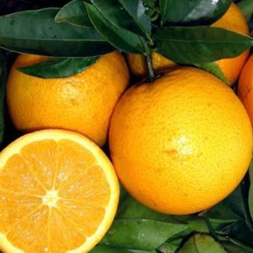 Orange - Seedless Valencia RESTRICTED TO QLD