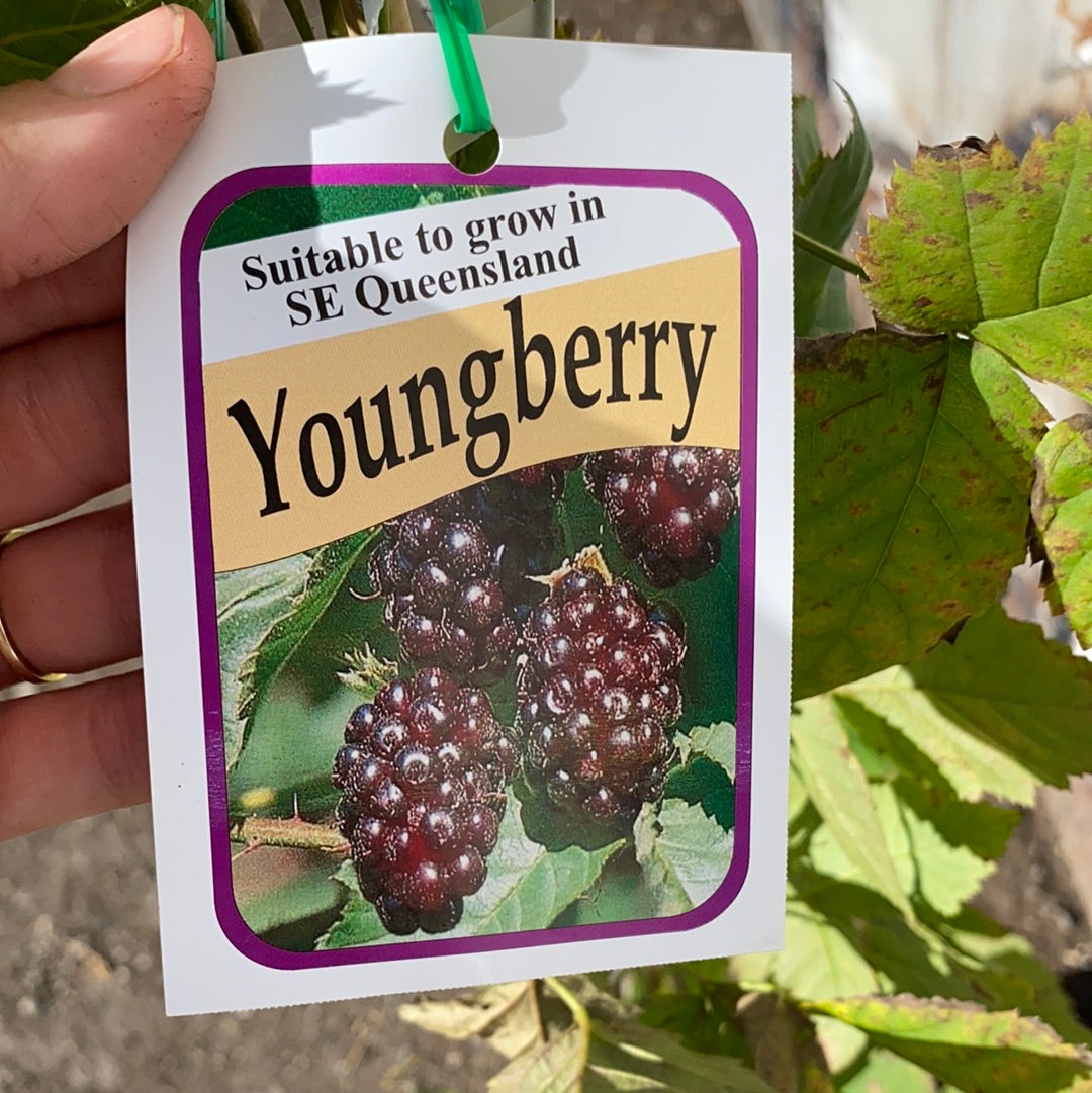 Youngberry