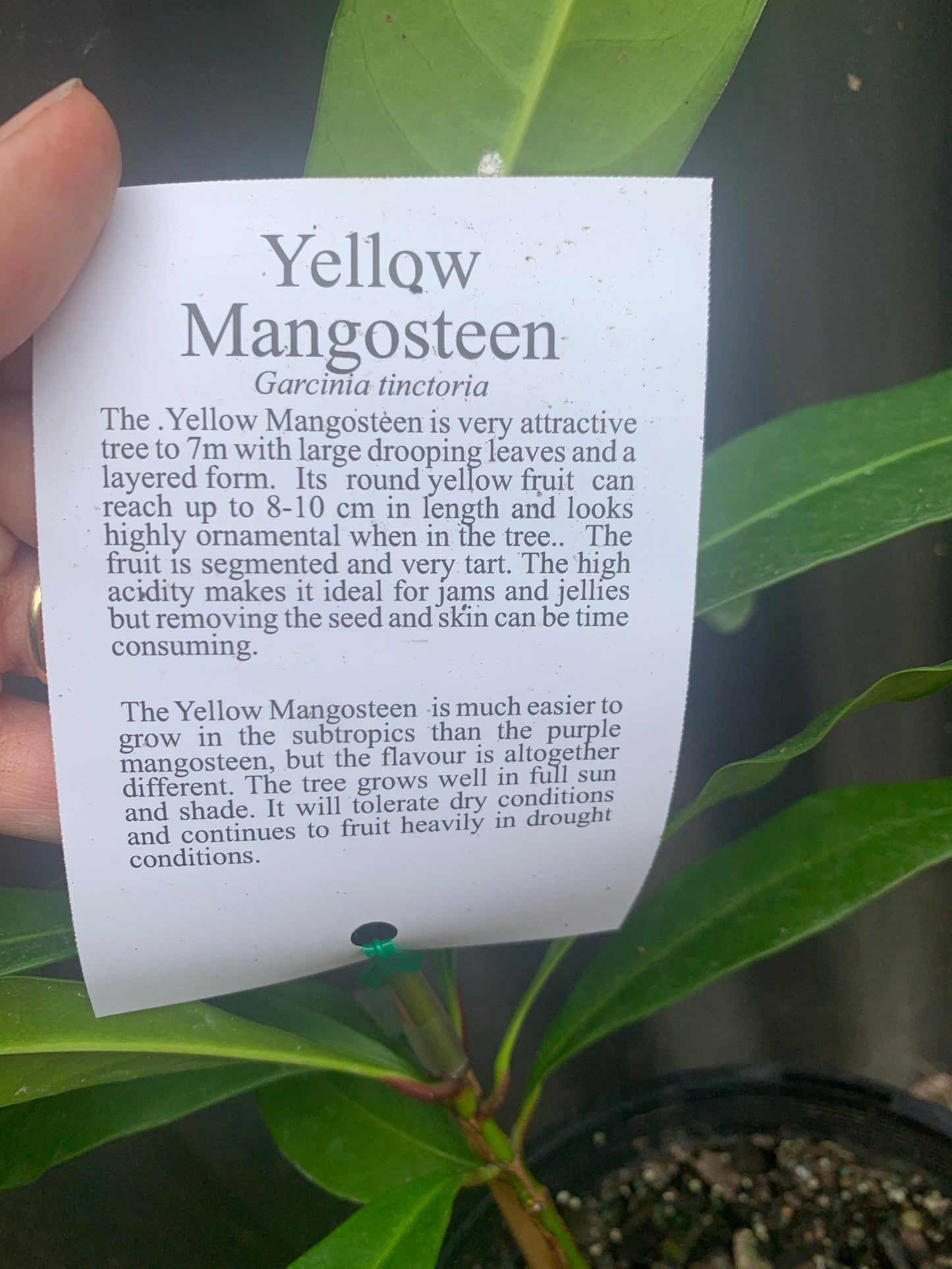 Yellow mangosteen