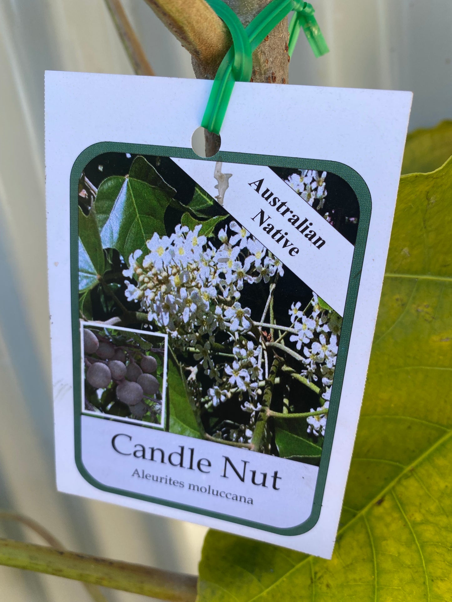 Candle Nut Tree