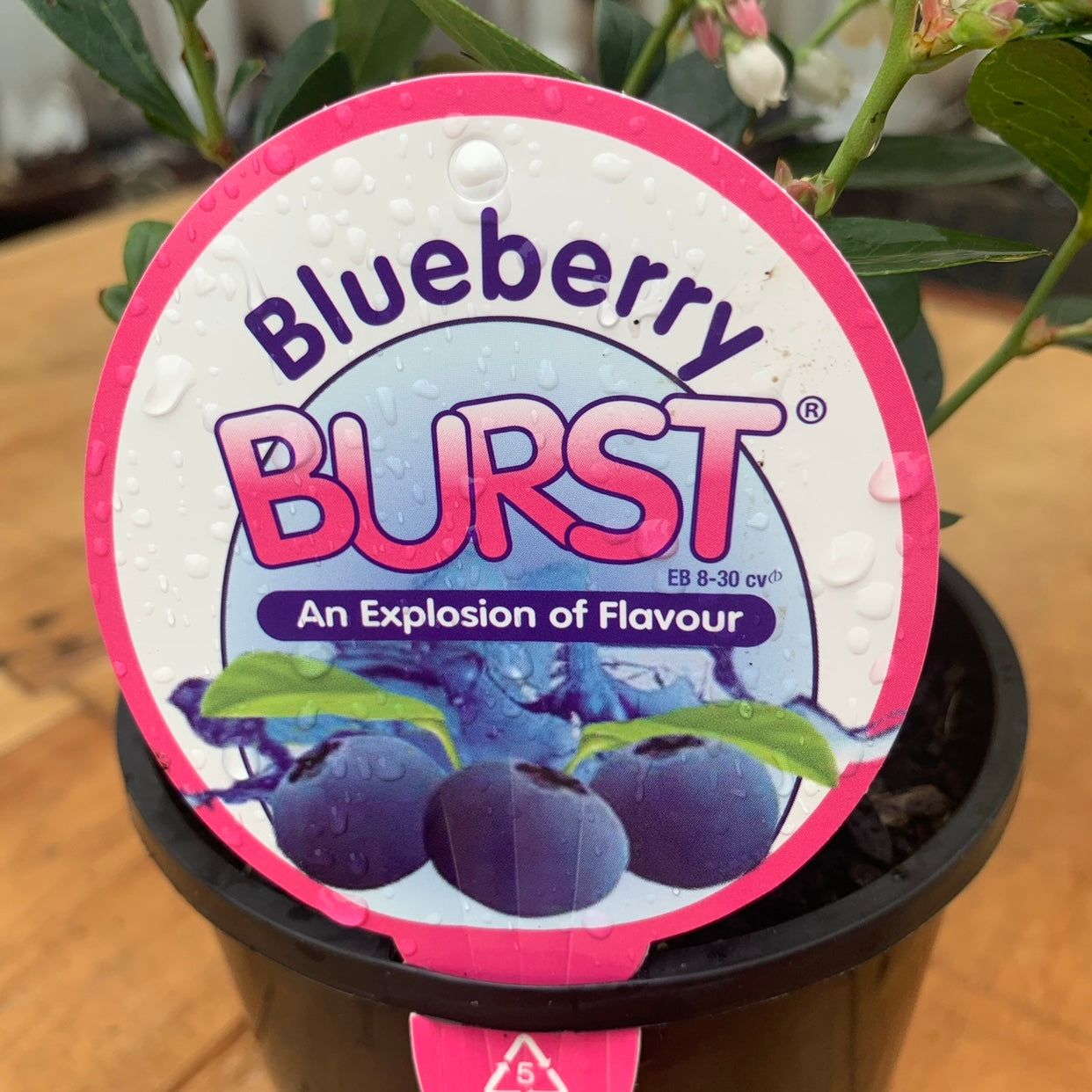 Blueberry - Burst