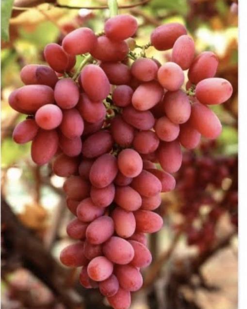 Grapes - Crimson Seedless – Fruitopia Nursery