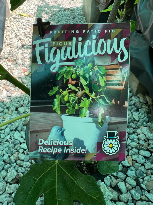 Fig - Figalicious