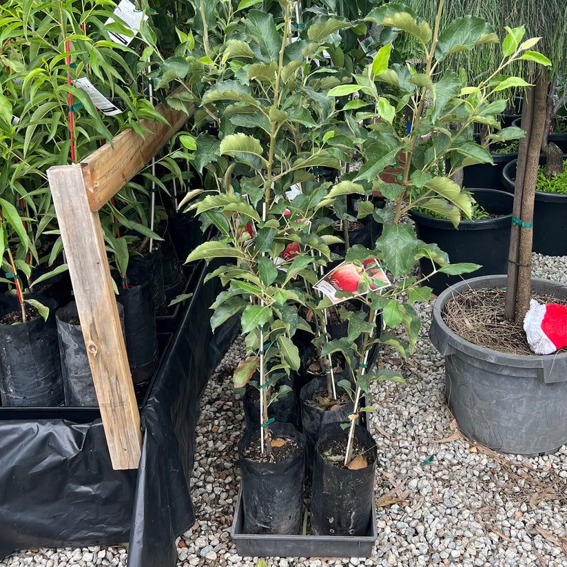 Apple Pink Lady / Cripps Pink Fruitopia Nursery