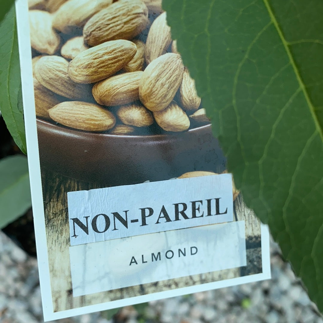 Almond - Double Grafted