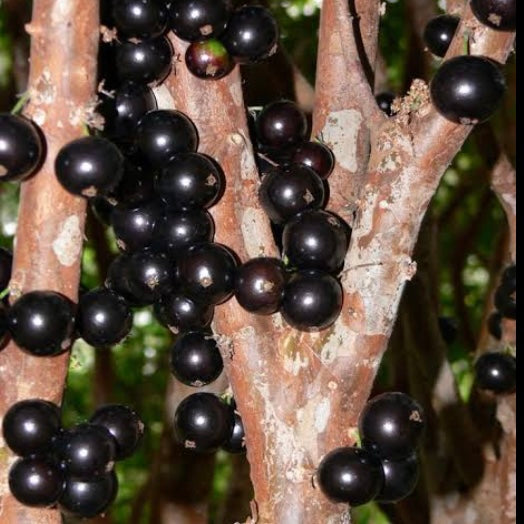 Jaboticaba - Large Leaf