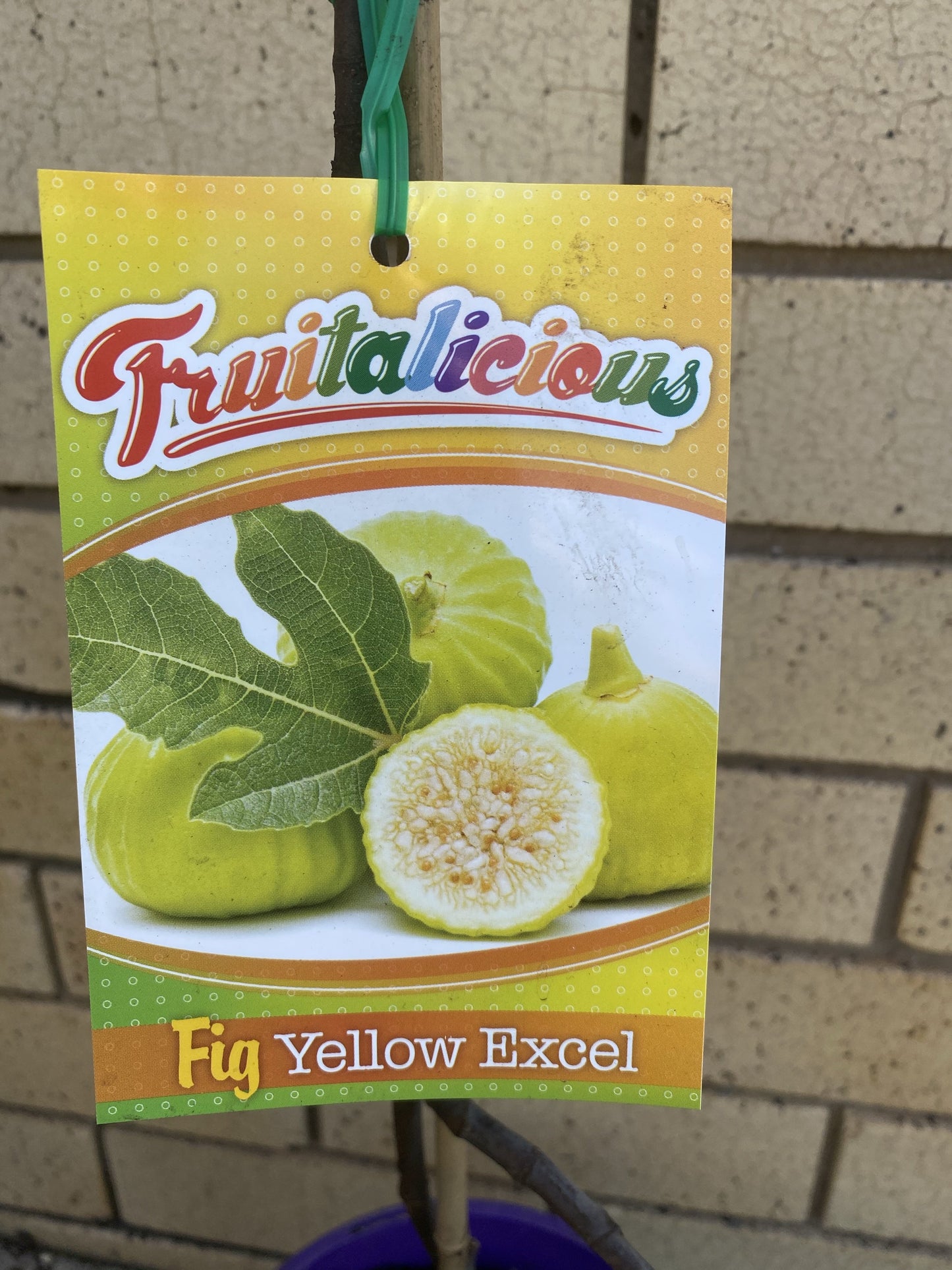 Fig - Yellow Excel