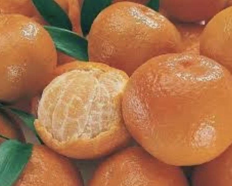 Mandarin - Ellendale RESTRICTED TO QLD