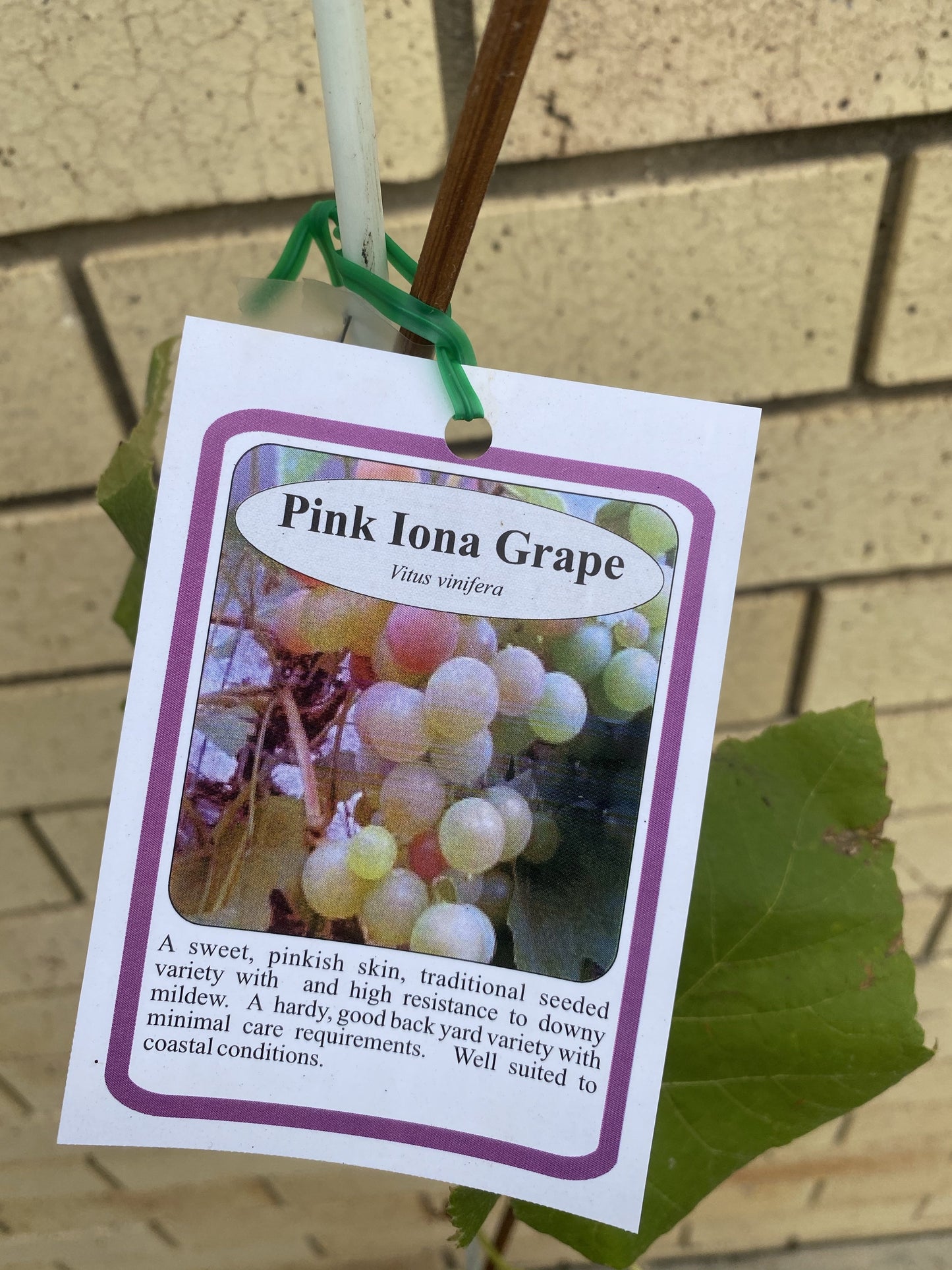 Grape - Pink Iona