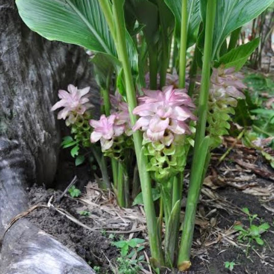 Native Tumeric / Cape York Tumeric – Fruitopia Nursery