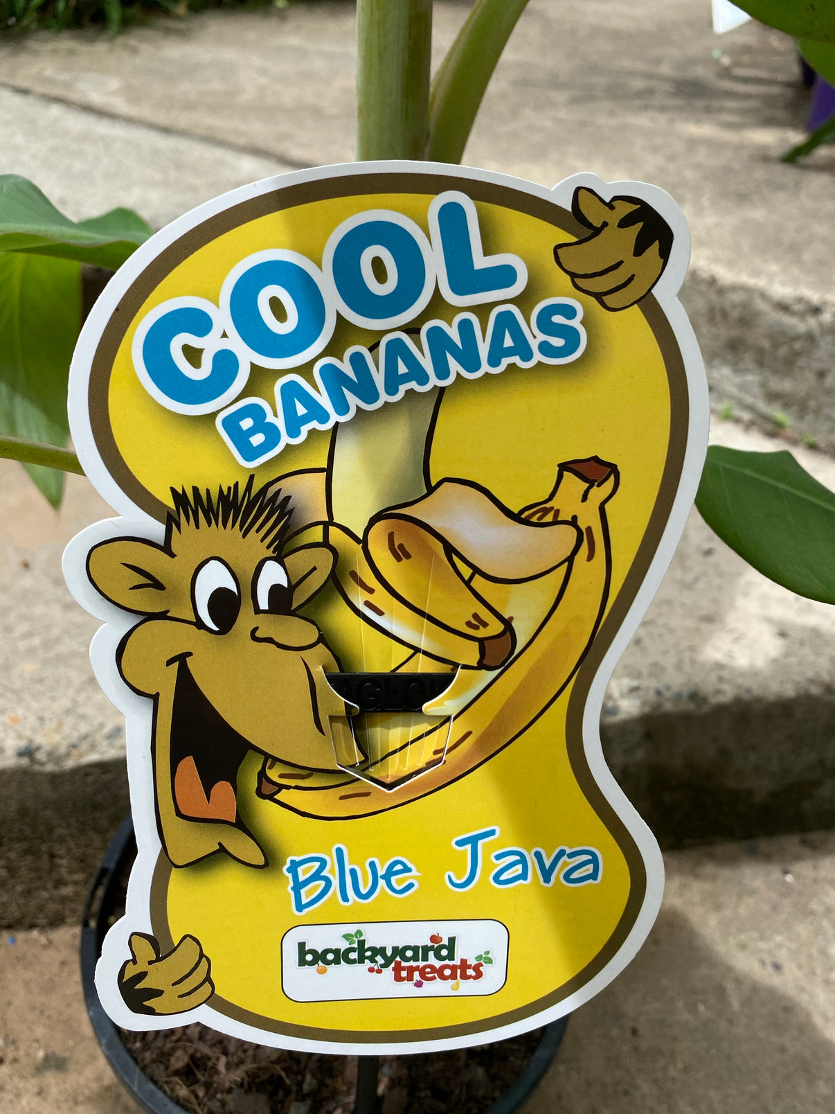 Banana - Blue Java: RESTRICTED TO S.E. QLD – Fruitopia Nursery