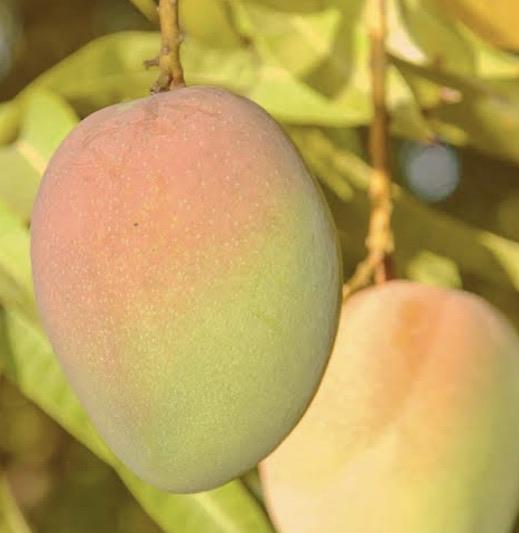 Mango - Kensington Pride Seedling