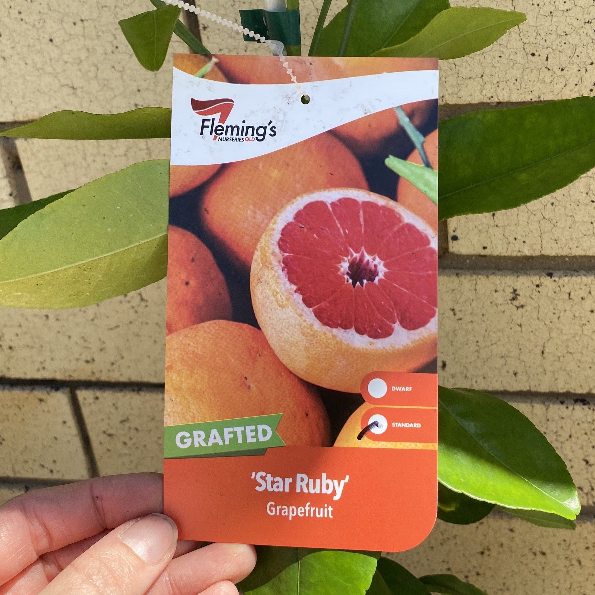 Grapefruit - Star Ruby QLD ONLY – Fruitopia Nursery
