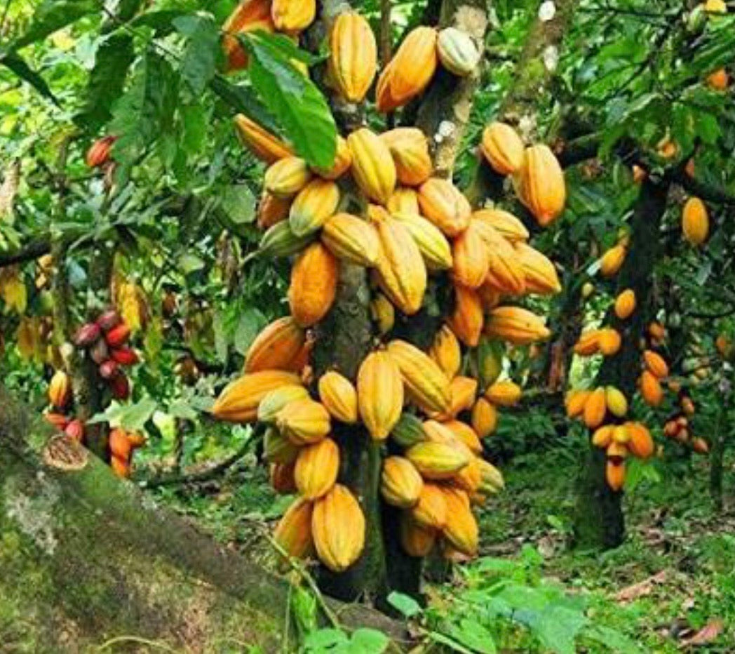 Cocoa Tree