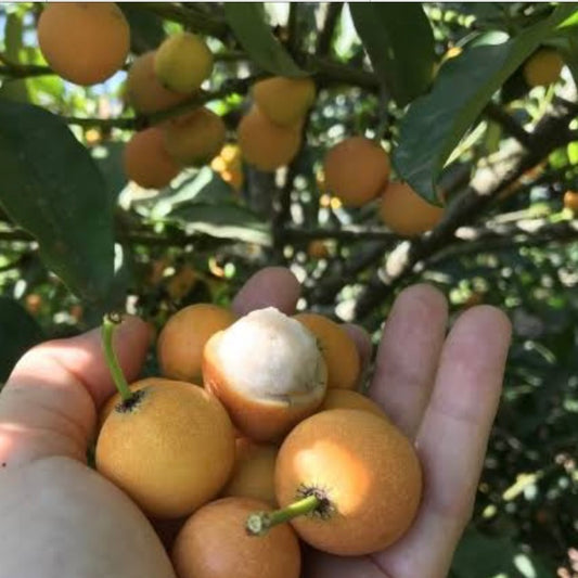 Lemon Drop Mangosteen / Madrono