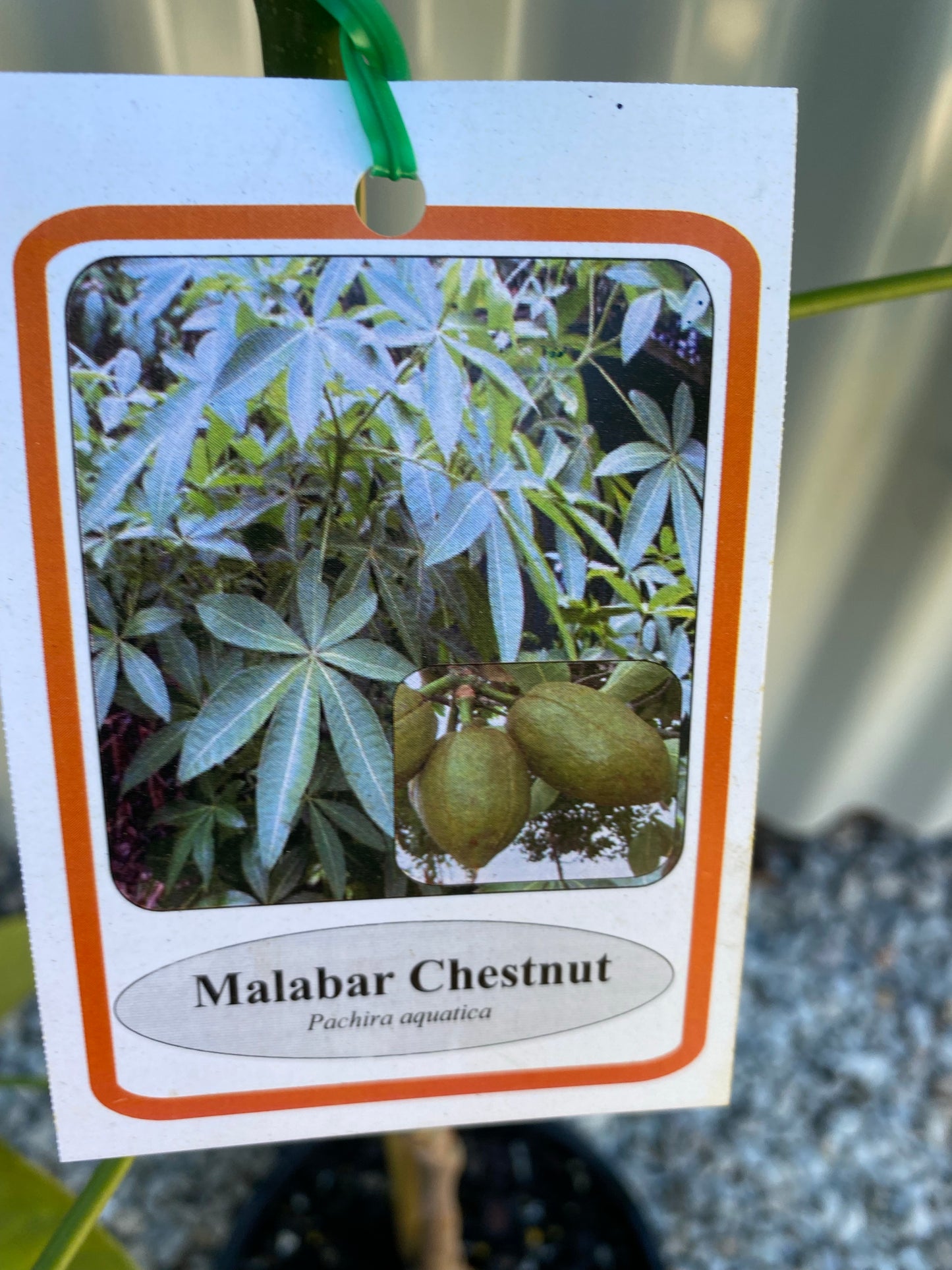 Malabar Chestnut / Saba Nut / Money Tree