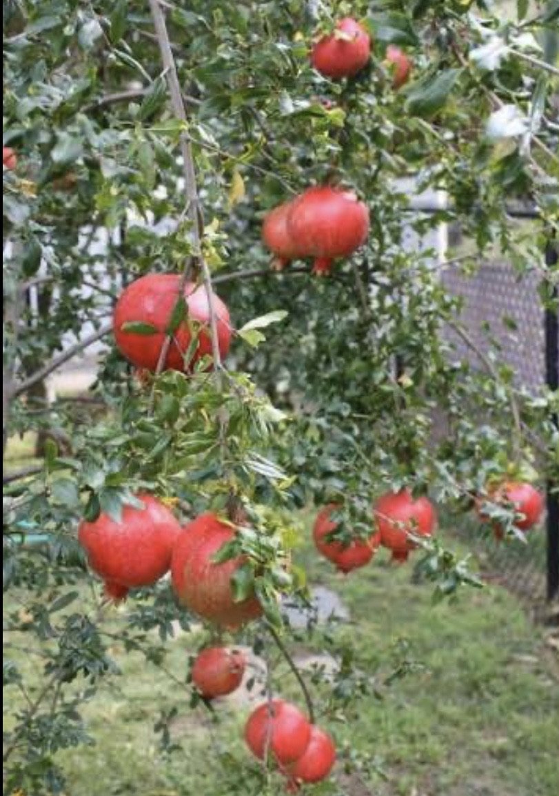 Pomegranate- Ben Hur